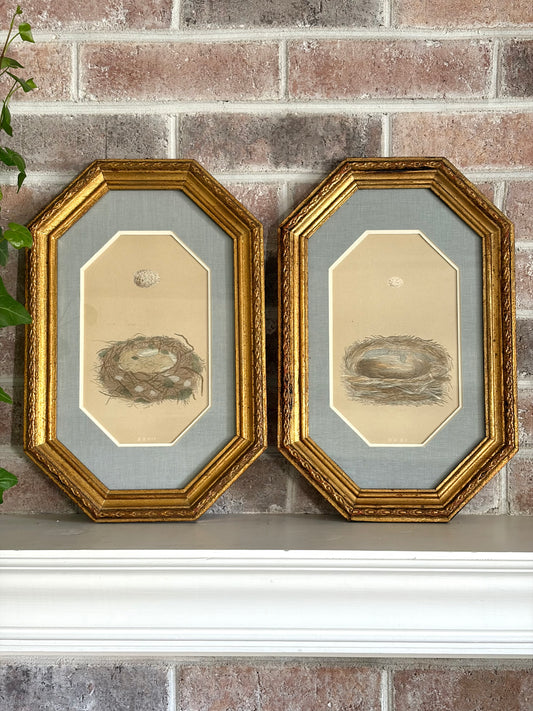 Pair of Antique Bird Nest Prints