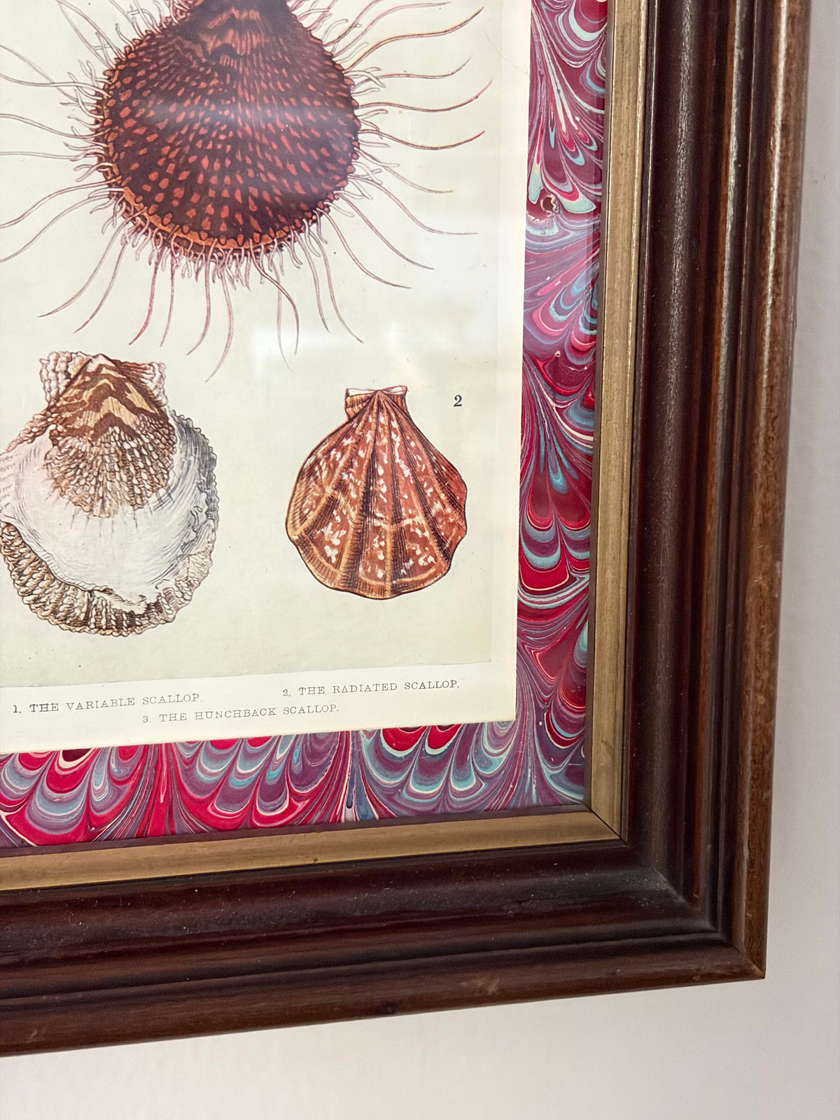 Antique Shell Print