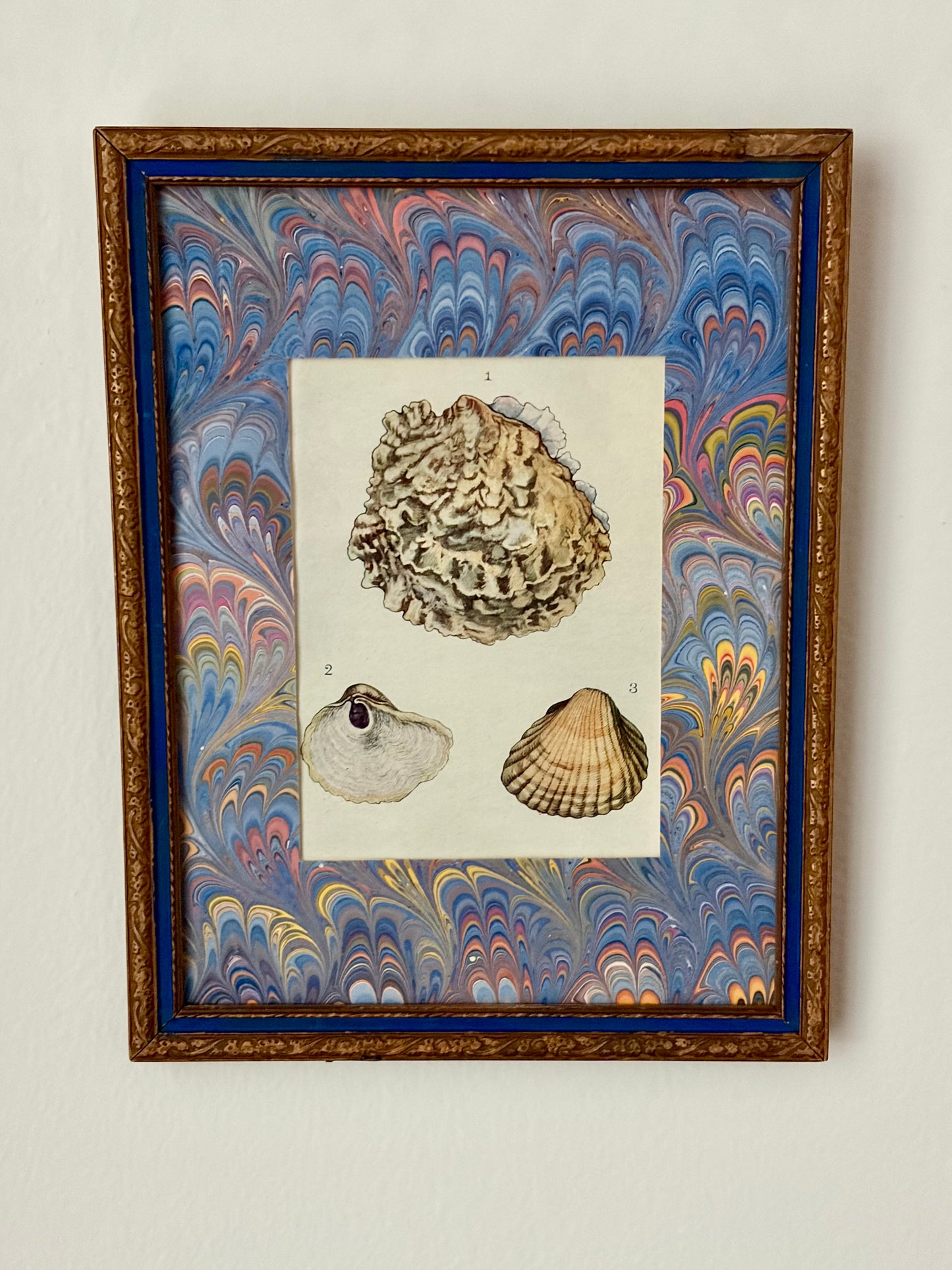 Framed Antique Shell Print