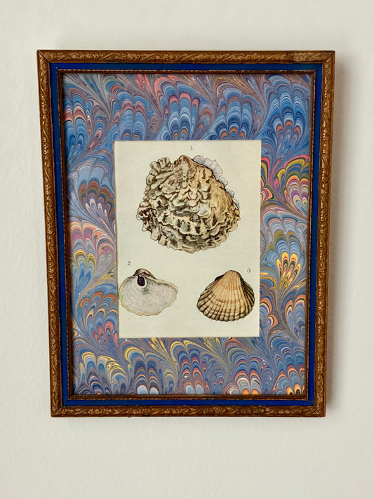 Framed Antique Shell Print