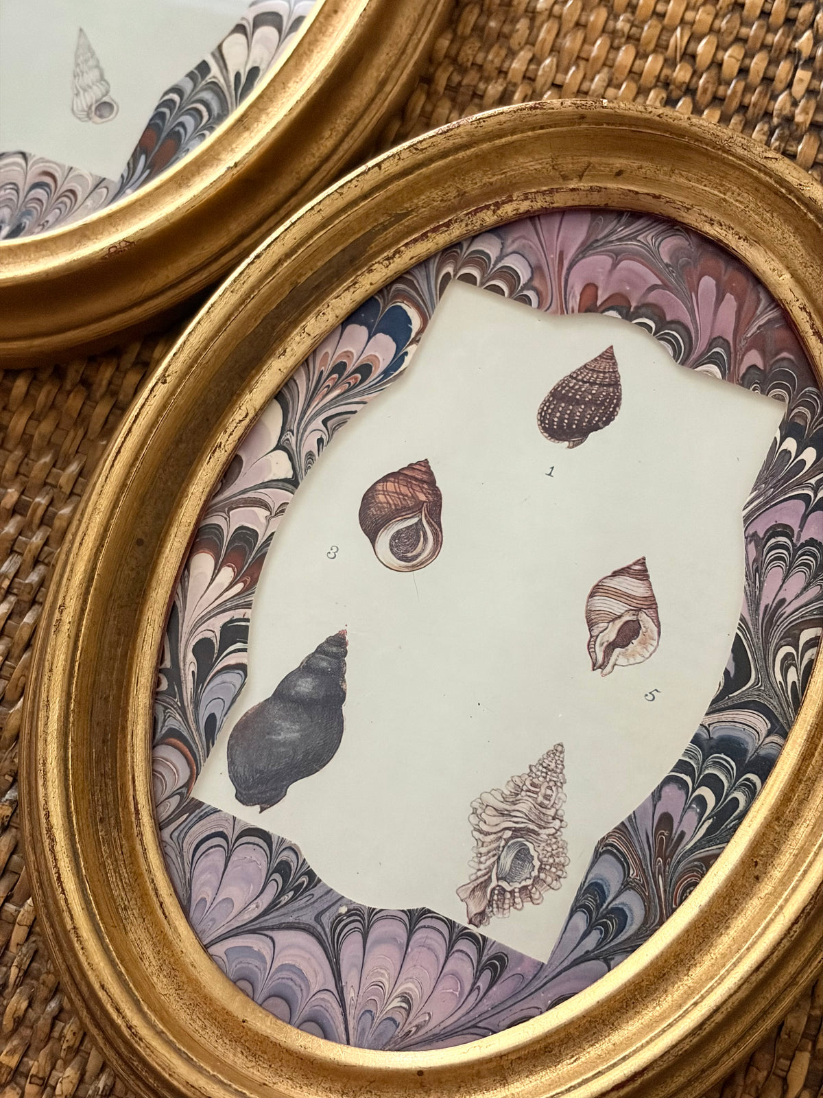 Pair of Antique Shell Prints