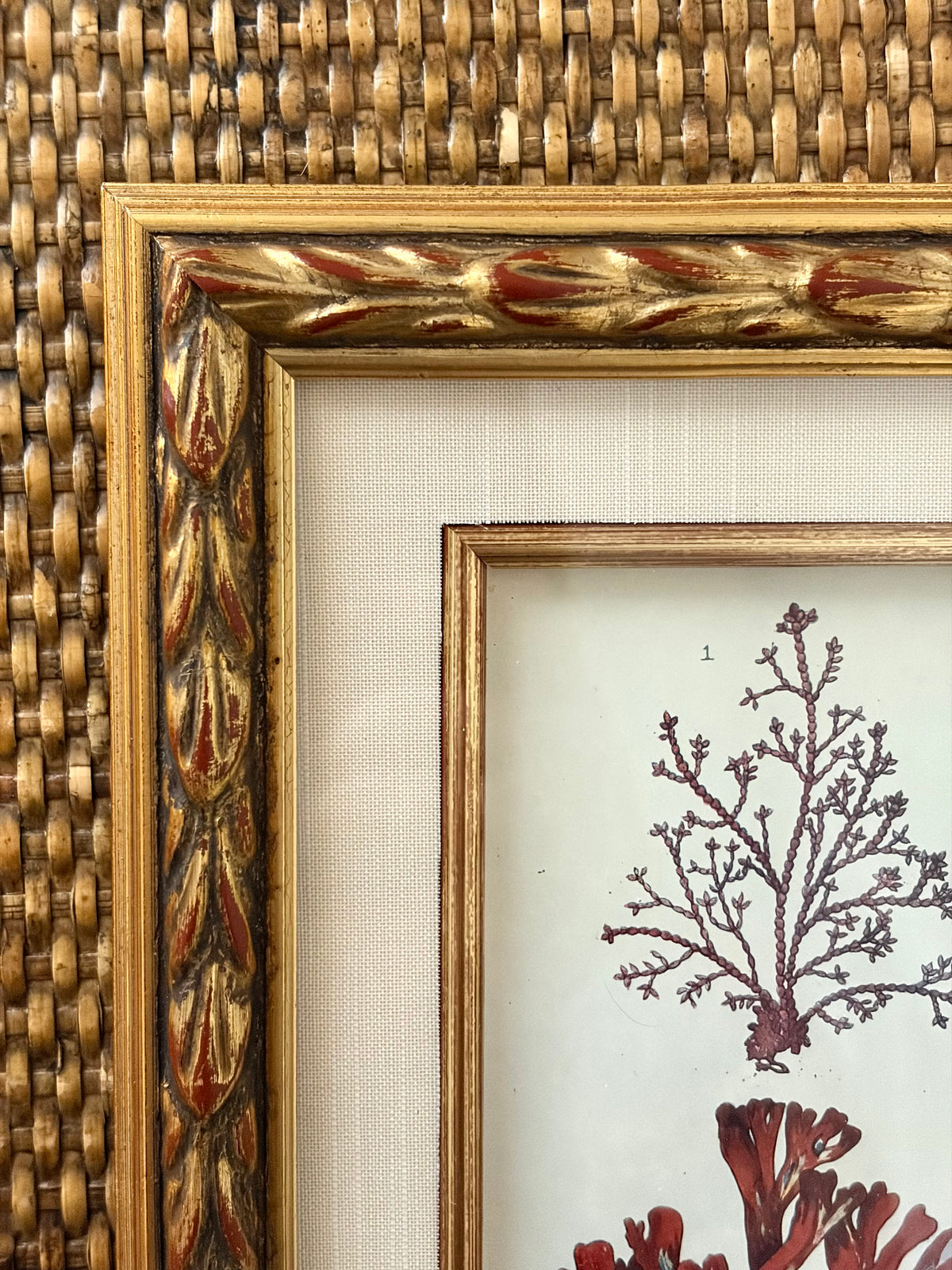 Antique Coral Print