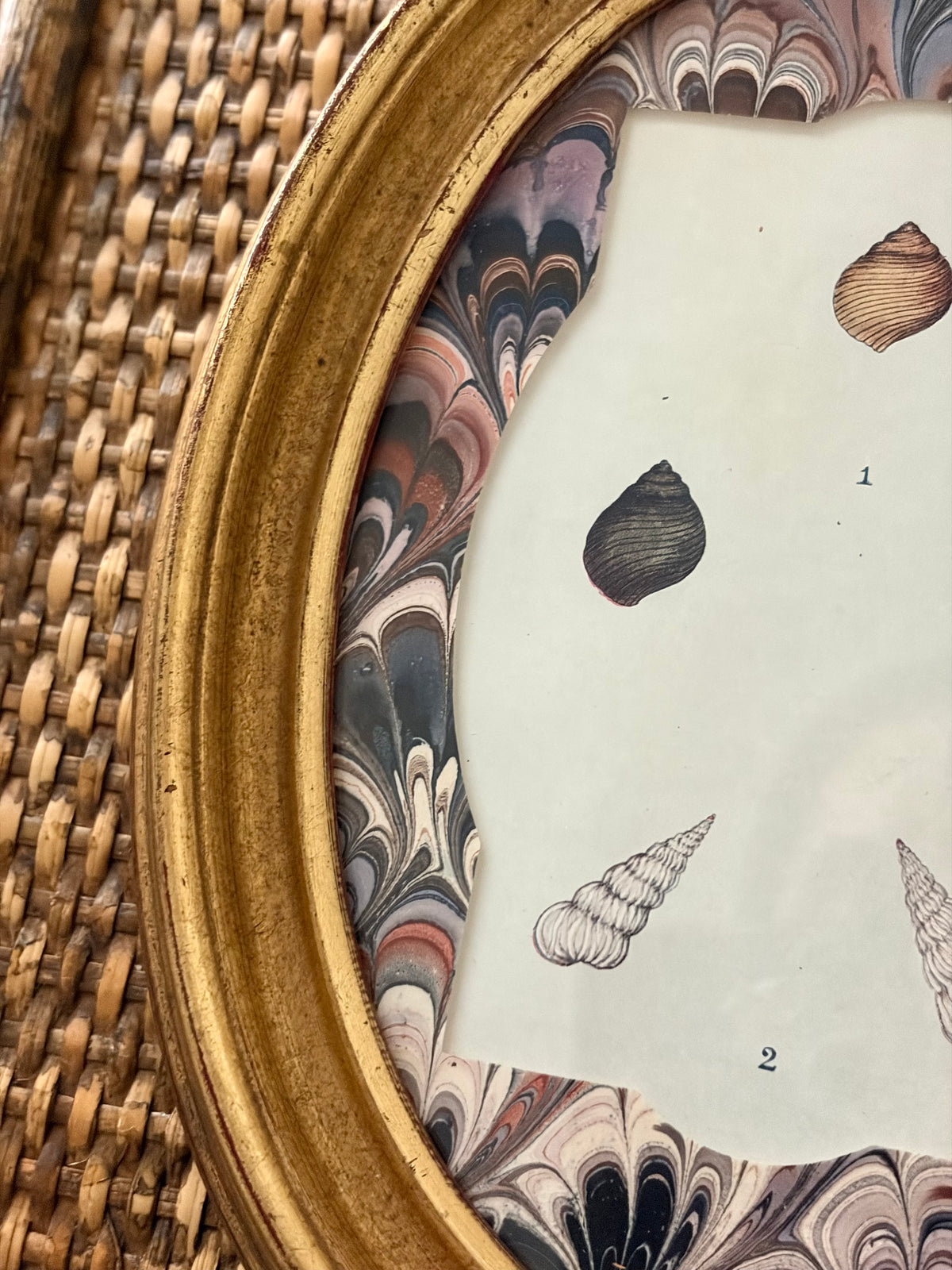 Pair of Antique Shell Prints
