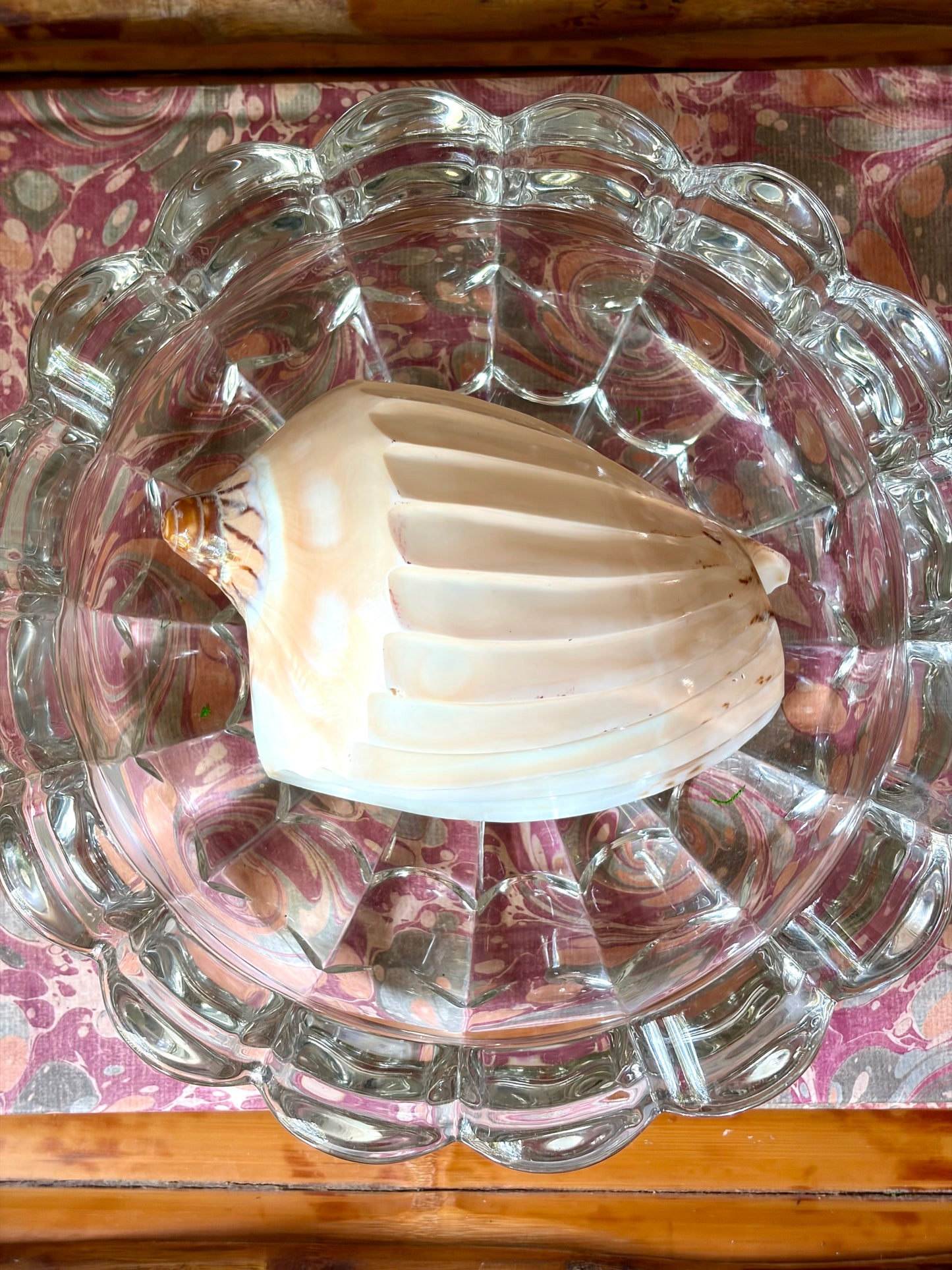 Polished Shell