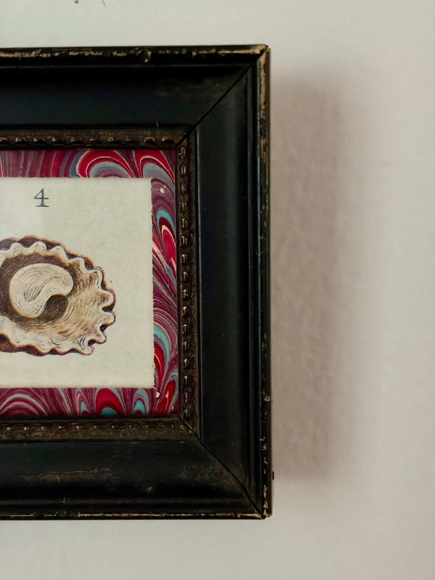 Mini Framed Antique Shell Print