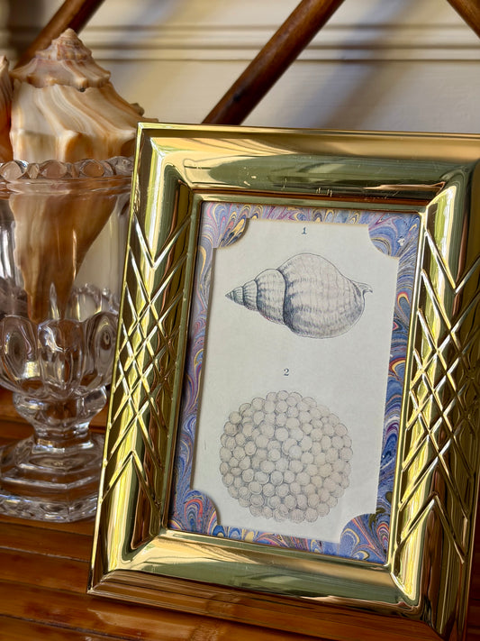 Framed Antique Shell Print