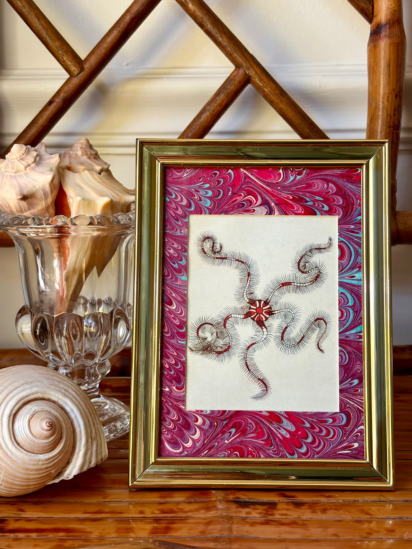 Framed Antique Starfish Print