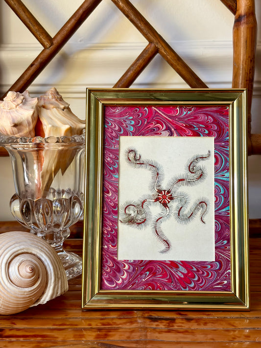 Framed Antique Starfish Print