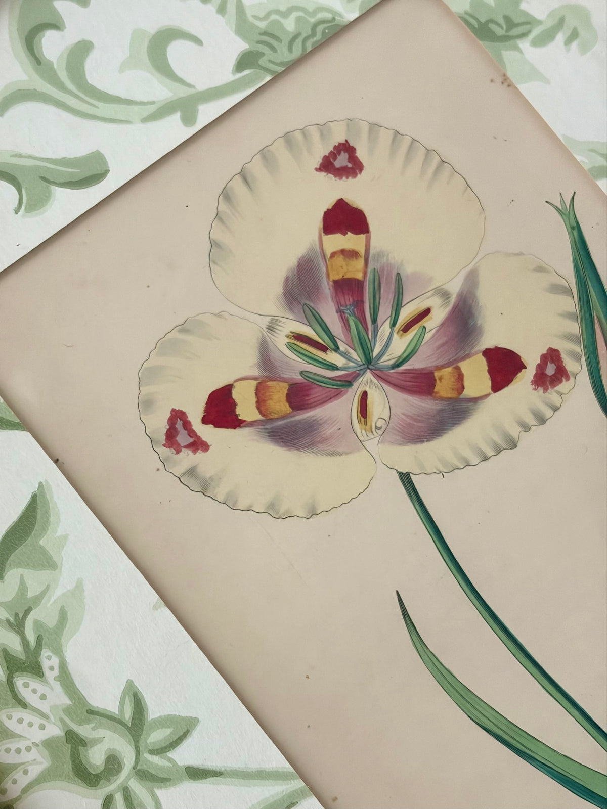 Antique Flower Print