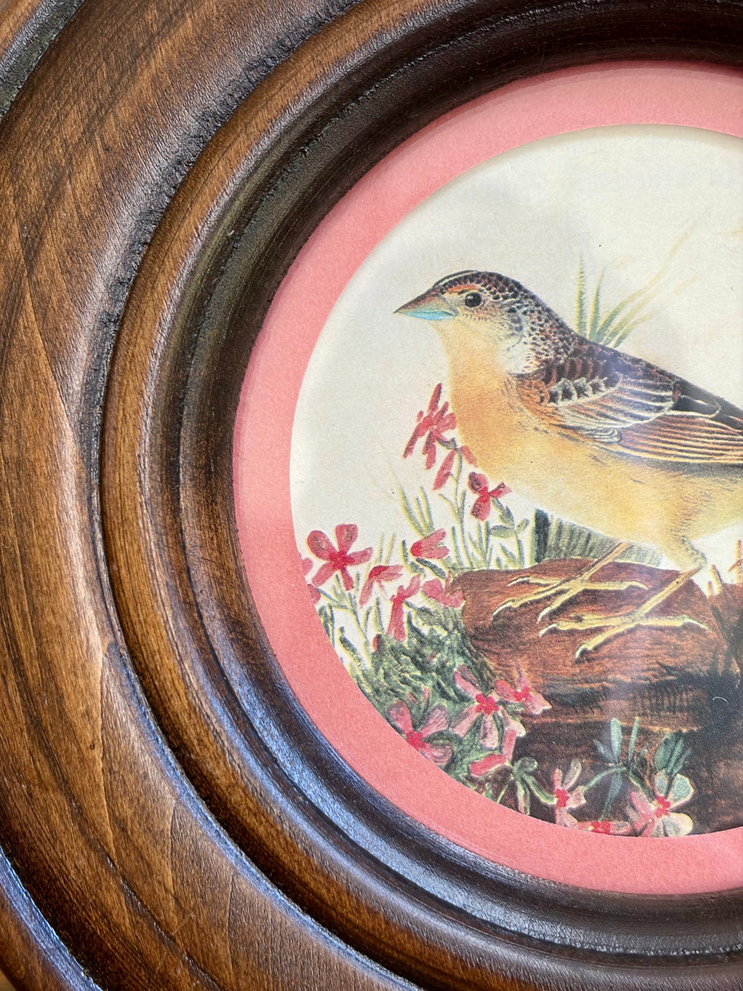 Grasshopper Sparrow Plate 273
