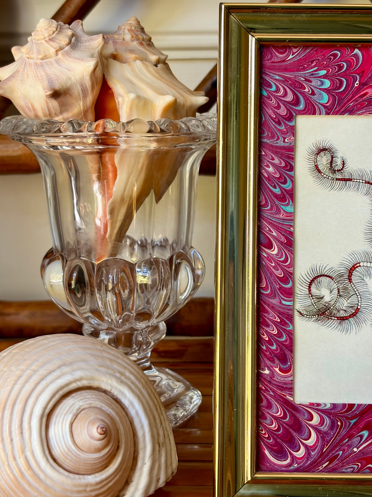 Framed Antique Starfish Print