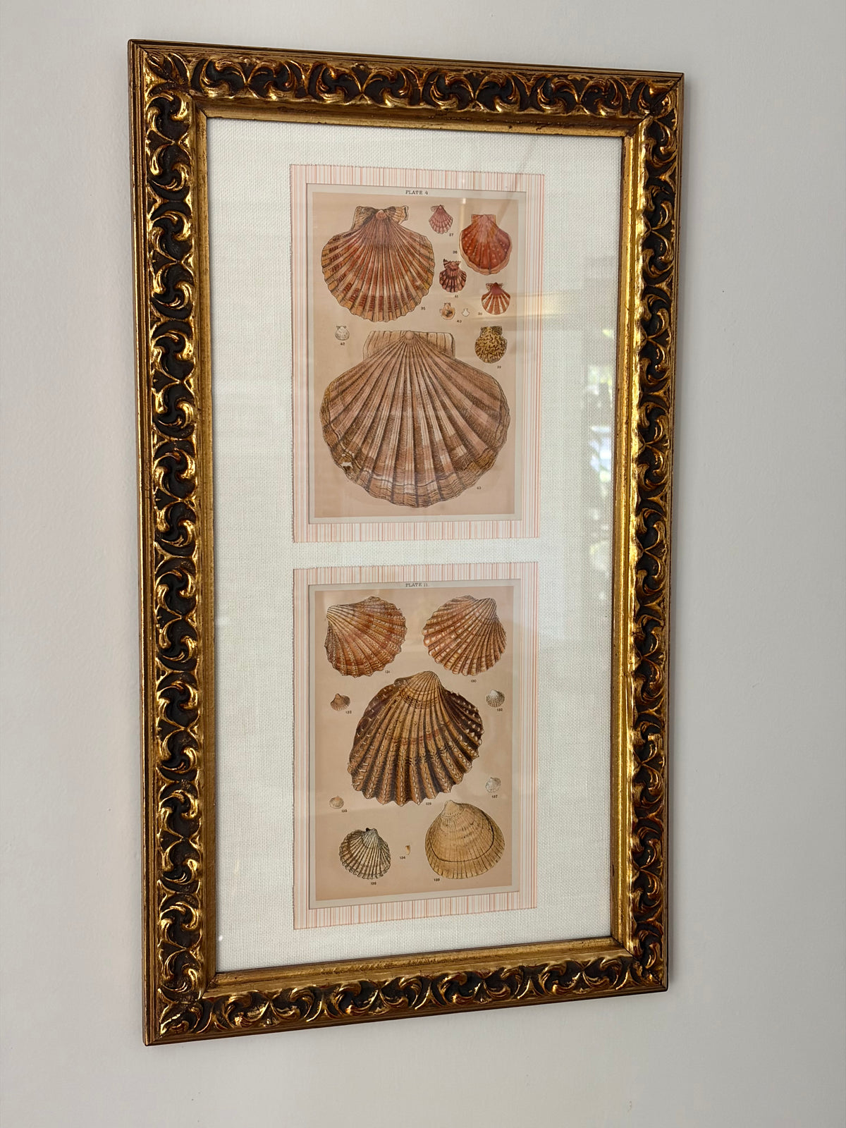 Pair of Antique Shell Prints