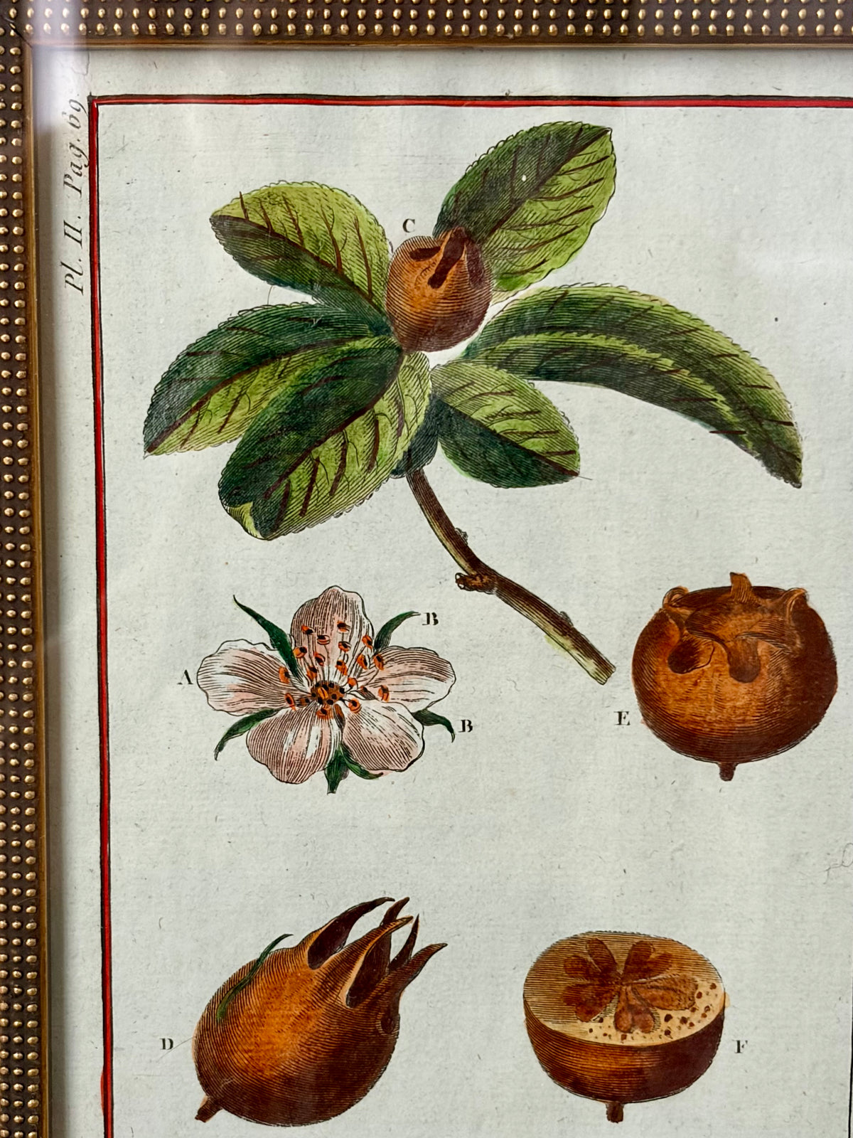 Rare Antique 18th Century Botanical Engraving