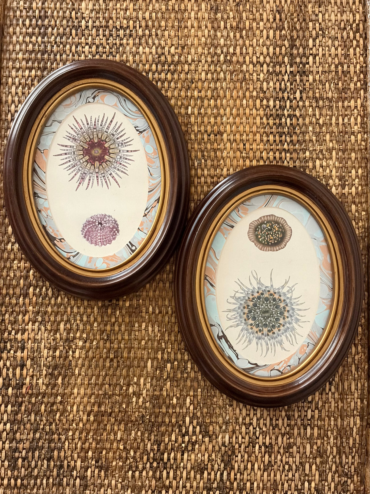 Pair of Vintage Anemone and Sea Urchin Prints